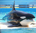 250px-Orque_Marineland.jpg