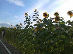 SN3F0572.jpg
