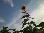 SN3F0573.jpg