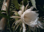 SN3F0582.jpg