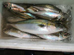DSCF2011.JPG