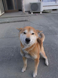 2010inu.jpg