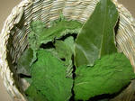 Herb