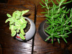 Sage R marry1