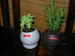 Sage R marry 2