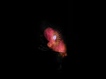 Fireflower3
