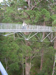 TreeTopWalk