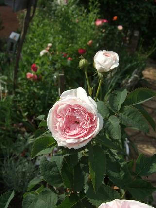 60f44799.jpg