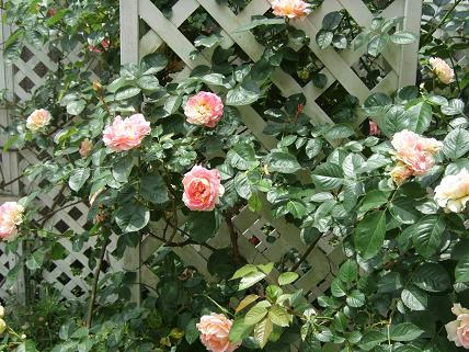 5a3b2770.jpg
