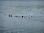 DSCN0636.JPG