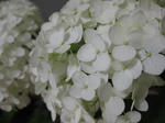 IMG_1442.jpg