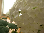 IMG_1444.jpg