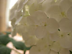 IMG_1445.jpg