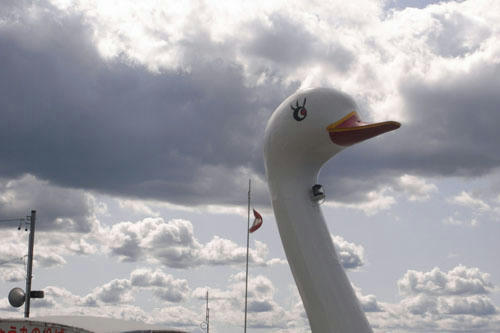 suwakoswan.JPG