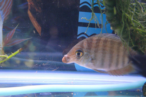 09.6.24sakana1.JPG