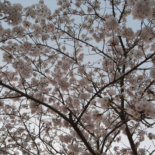 11.4.10sakura3.JPG