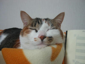 寝ていて聞いていません。