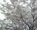 NEC_0077.JPG