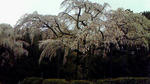 NEC_0301.JPG