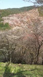 20100406145143.jpg