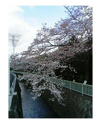 疎水沿いの桜。