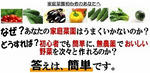 家庭菜園.jpg