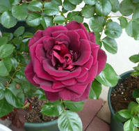 P1050019.JPG