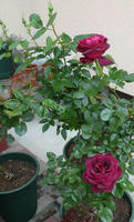 P1050018.JPG