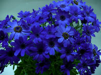 P1100145.JPG