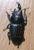 P1100201.JPG
