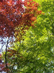 CIMG0602.JPG