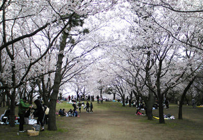 20100419a.jpg