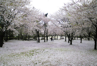 20100419b.jpg