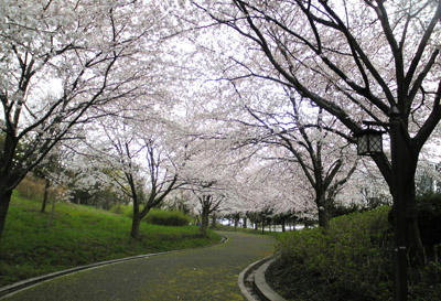 20100419c.jpg