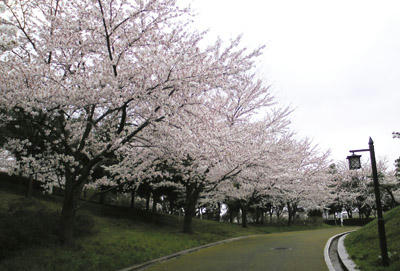 20100419d.jpg
