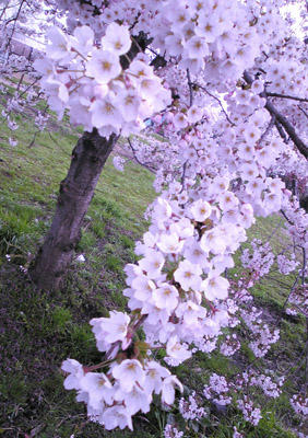 20100419e.jpg