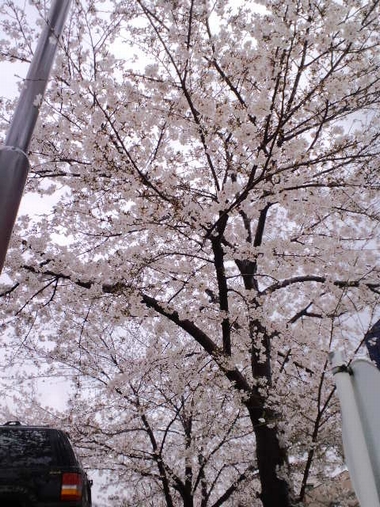 花見って良いよねｖ 和むよね♪ …特に、桜 ラヴ ///