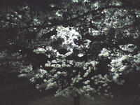 CA3A1045.JPG