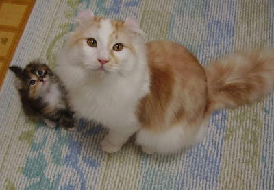 左・木花、右・ユエ