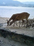 PA0_0044宮島の鹿.jpg