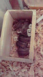 P1010006.JPG