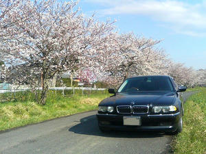 E38 BMW 750iL と桜