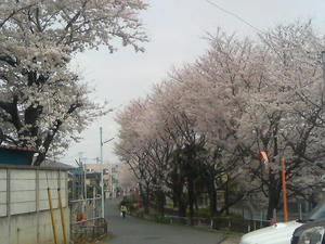 桜が満開です