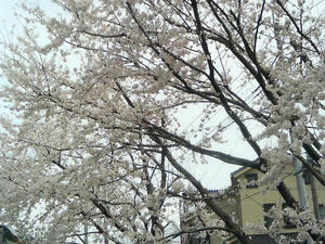 桜が満開です