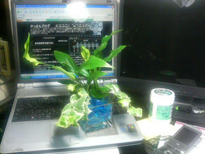 新しい仲間の観葉植物