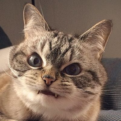 ヴァンパイア猫