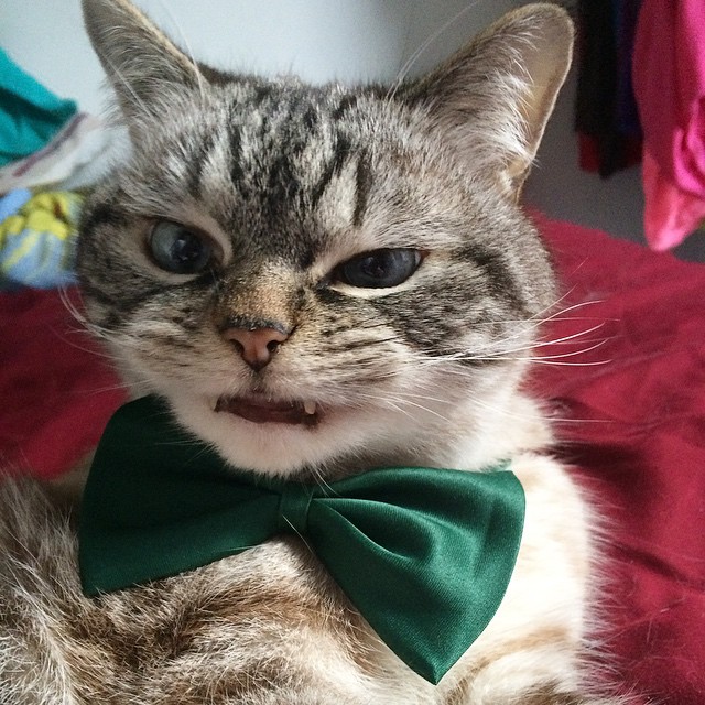 ヴァンパイア猫