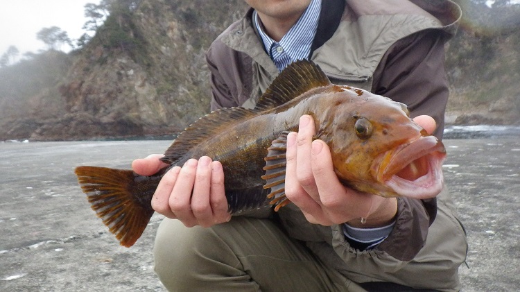 久慈市釣りブログ ウミタナゴのっこみ調査