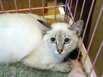 siam09241.jpg