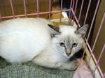 siam09242.jpg